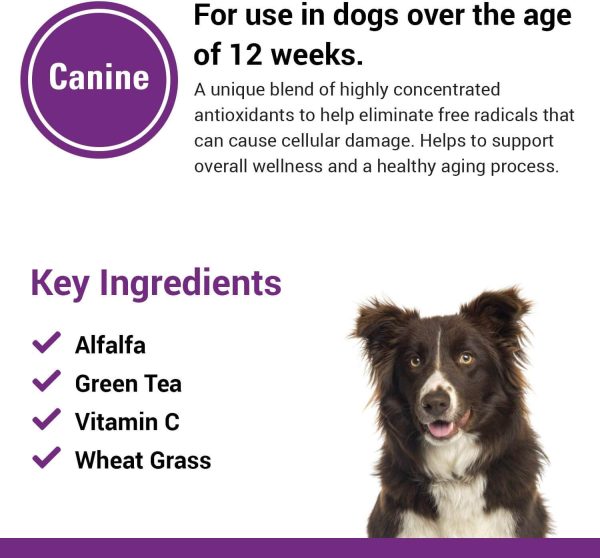 VetClassics Antioxidant Formula Dog Supplement For Cheap - Image 5