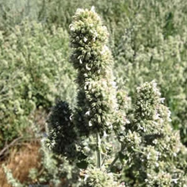 From the Field Chewy the Hemp Rope Organic Catnip Cat Toy Supply - Image 4